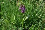 Dactylorhiza euxina