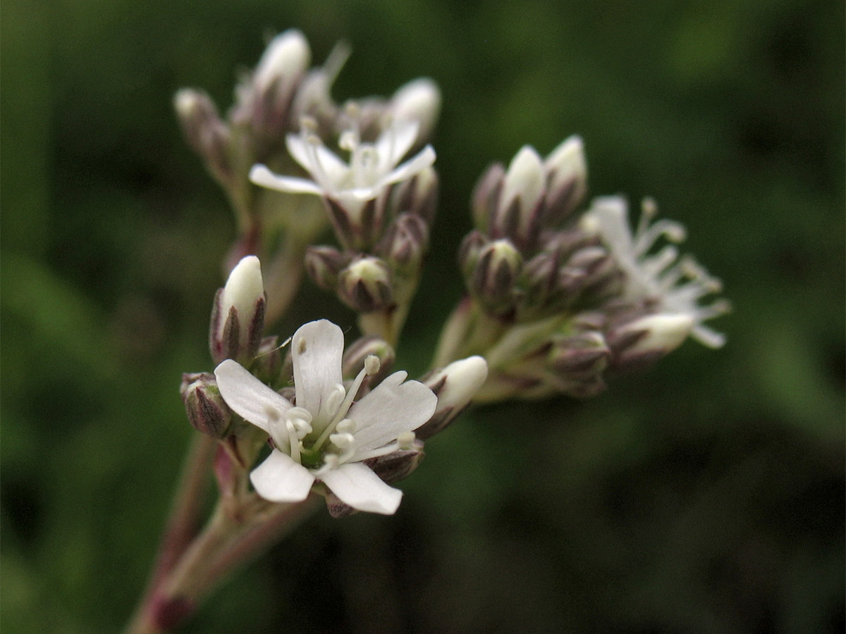 Изображение особи Gypsophila fastigiata.