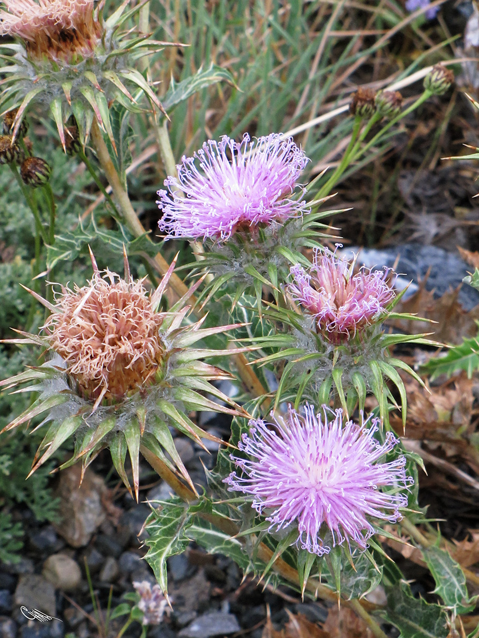 Изображение особи Cousinia speciosa.