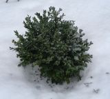 Buxus sempervirens