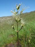 Valeriana chionophila