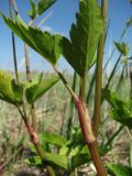 Ligusticum scoticum. Часть побега. Архангельская обл., Приморский р-н, окр. дер. Солза, побережье Белого моря. 08.07.2013.