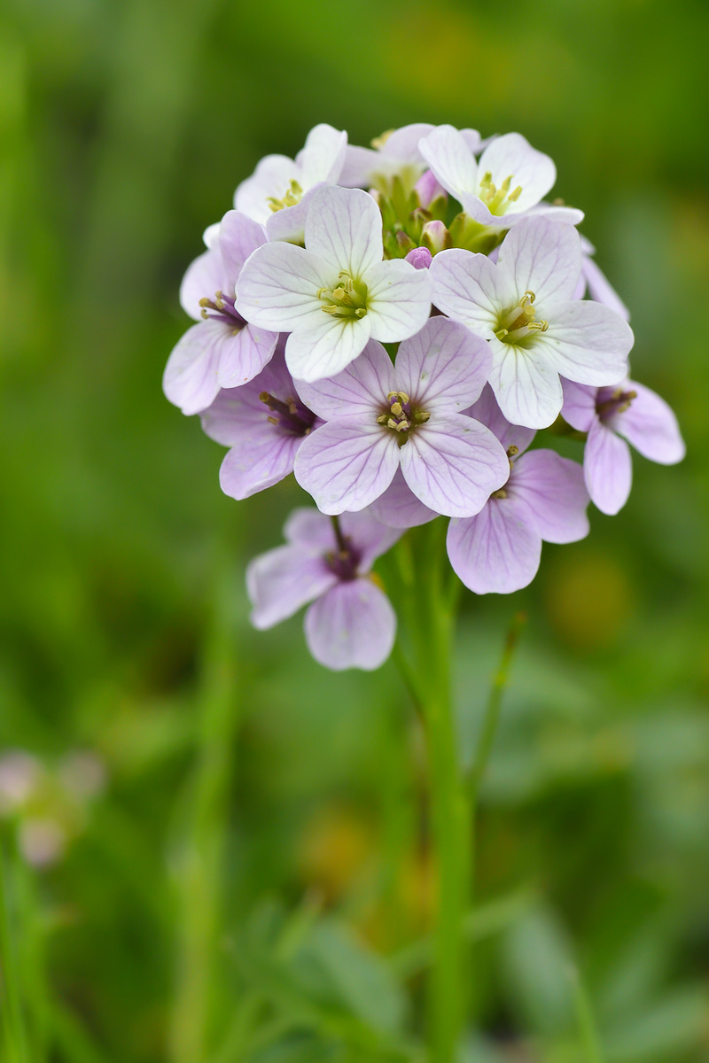 Изображение особи Cardamine uliginosa.