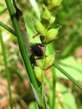 Carex vaginata. Часть соплодия, поражённого головнёй. Архангельская обл., Вельский р-н, окр. пос. Усть-Шоноша, лес. 28.06.2010.