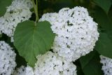 Hydrangea arborescens. Соцветия и лист ('Annabelle'). Кировская обл., г. Киров, Ботанический сад Вятского государственного университета, в культуре. 31.07.2018.