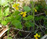 Viola biflora. Цветущие растения. Берингово море, Карагинский зал., о. Верхотурова, тундра. 30.06.2018.