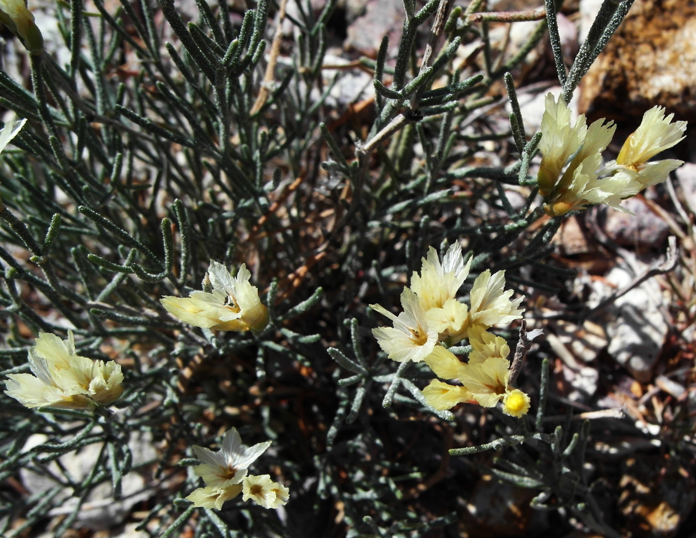 Изображение особи Limonium chrysocomum.