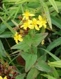 Hypericum erectum