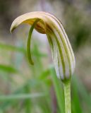 Arisarum vulgare. Соцветие. Израиль, окр. г. Кирьят-Оно, закустаренный луг на старой залежи. 26.01.2022.