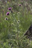 Carduus thoermeri. Цветущее растение. Кабардино-Балкария, Зольский р-н, левый борт долины р. Малка напротив ур. Джилы-су, ок. 2400 м н.у.м., субальпийский луг. 13.07.2022.