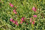 Lathyrus tuberosus