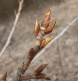 Populus &times; berolinensis