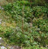 Sanguisorba alpina