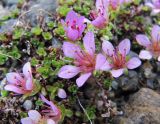 Saxifraga oppositifolia. Цветущее растение на каменистом островке в русле ручья. Коми, Интинский р-н, нац. парк \"Югыд Ва\", Приполярный Урал, бассейн р. Пелингичей, долина руч. Южный. 17.07.2010.