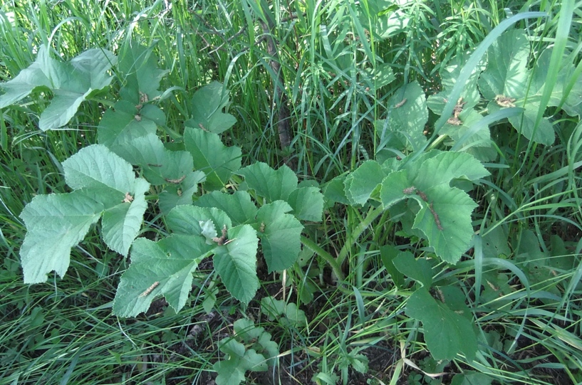 Изображение особи Heracleum sibiricum.