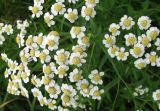 Achillea cartilaginea. Соцветие. Чувашия, Моргаушский р-н, у дороги к дер. Шомиково, канава с водой. 12.07.2011.