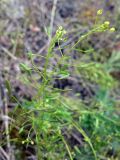 Draba nemorosa