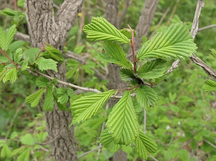 Изображение особи Ulmus japonica.