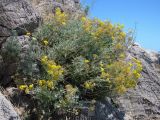 Senecio cineraria. Цветущие растения. Южный Берег Крыма, пос. Симеиз, ск. Дива. 20 июня 2012 г.