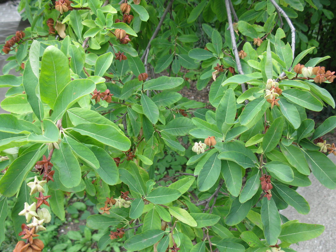 Изображение особи Exochorda korolkowii.