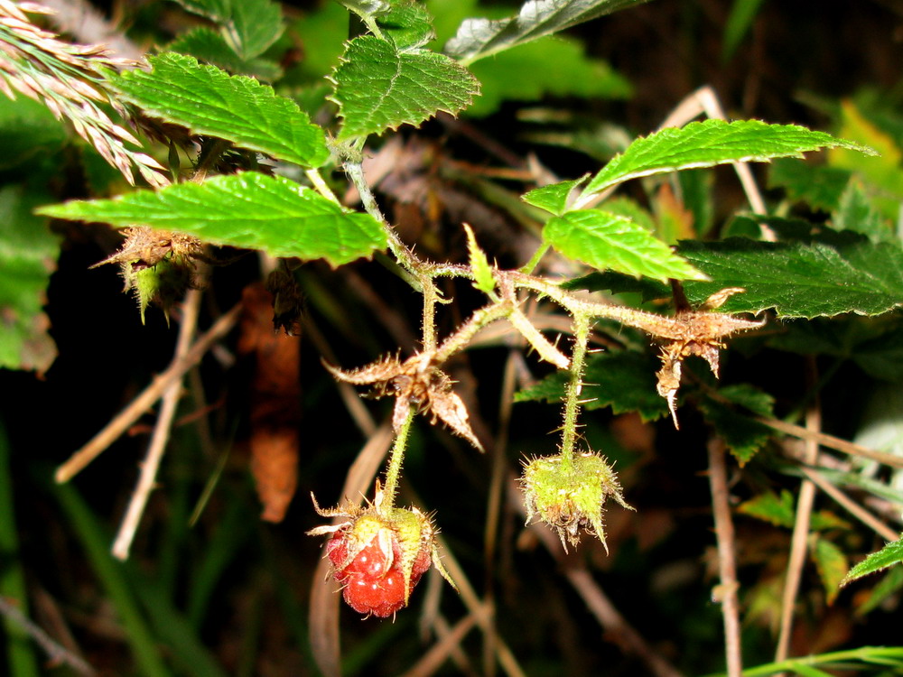 Изображение особи Rubus matsumuranus.