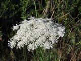 Daucus carota. Соцветие. Украина, г. Запорожье, балка между Космическим мкрн. и Опытной станцией. 07.07.2009.