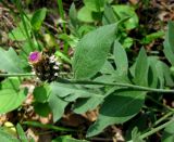 Centaurea dealbata × C. sumensis