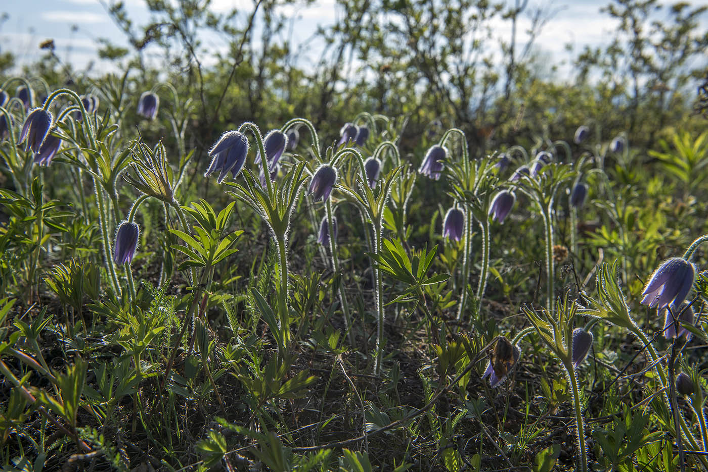 Изображение особи Pulsatilla dahurica.