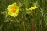 Potentilla подвид pilosa