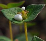 Euphorbia komaroviana