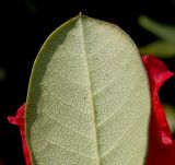 Rhododendron forrestii. Верхняя часть листовой пластинки (нижняя сторона; 'Baden Baden'). Германия, г. Дюссельдорф, Ботанический сад университета. 04.05.2014.