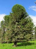 Pinus sibirica