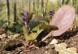 Ajuga reptans. Вегетирующее растение с заложившимся соцветием. Краснодарский край, м/о г. Геленджик, окр. пос. Возрождение, гора Михайловка, дубово-буково-грабовый лес с примесью тиса ягодного. 25.04.2015.