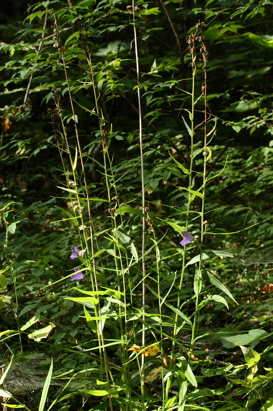 Изображение особи Campanula persicifolia.