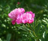 Paeonia lactiflora