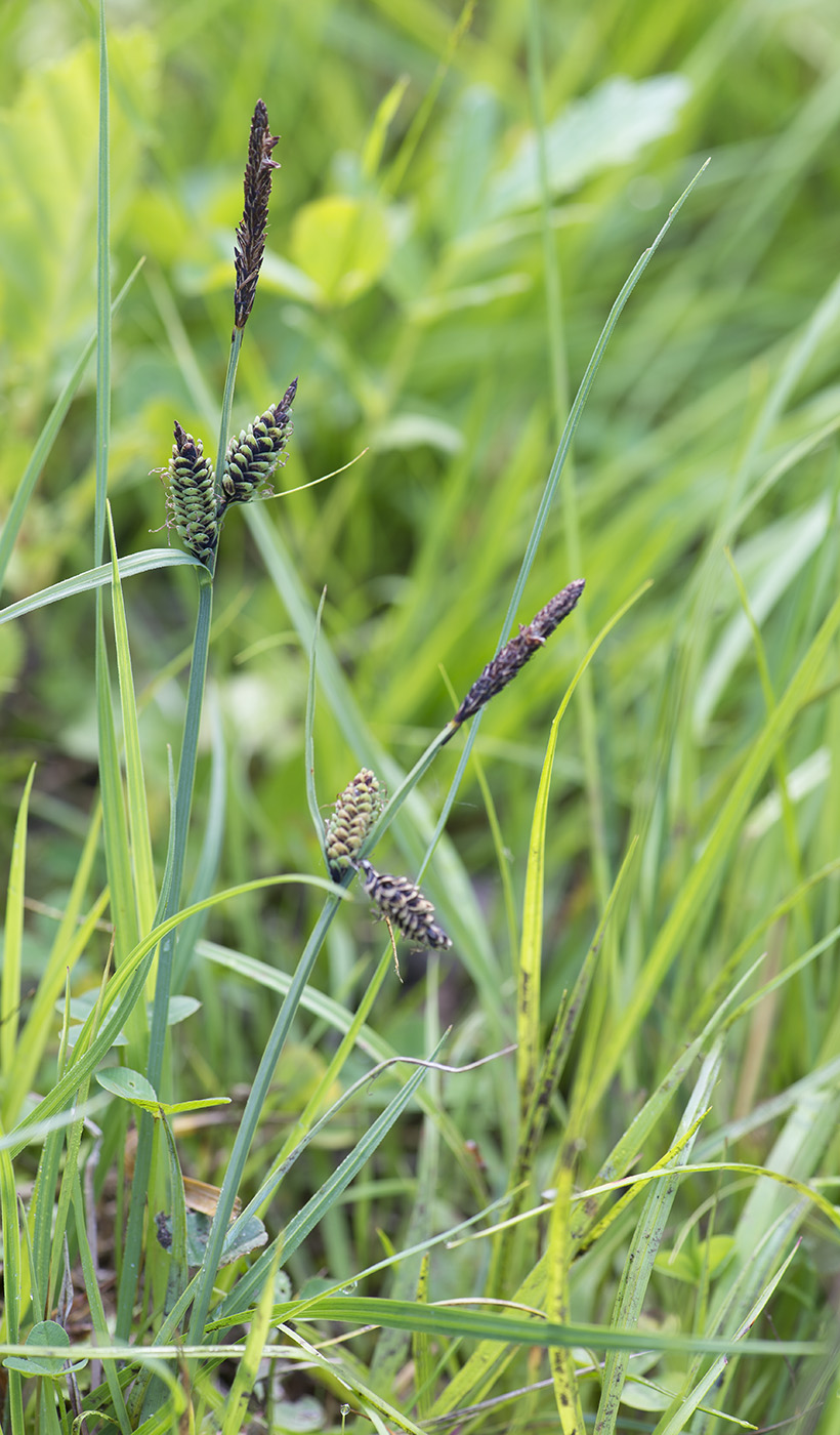 Изображение особи Carex nigra.