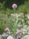 Allium amblyophyllum