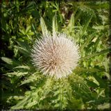 Cirsium roseolum. Соцветие. Республика Татарстан, Нурлатский р-н. 12.06.2005.