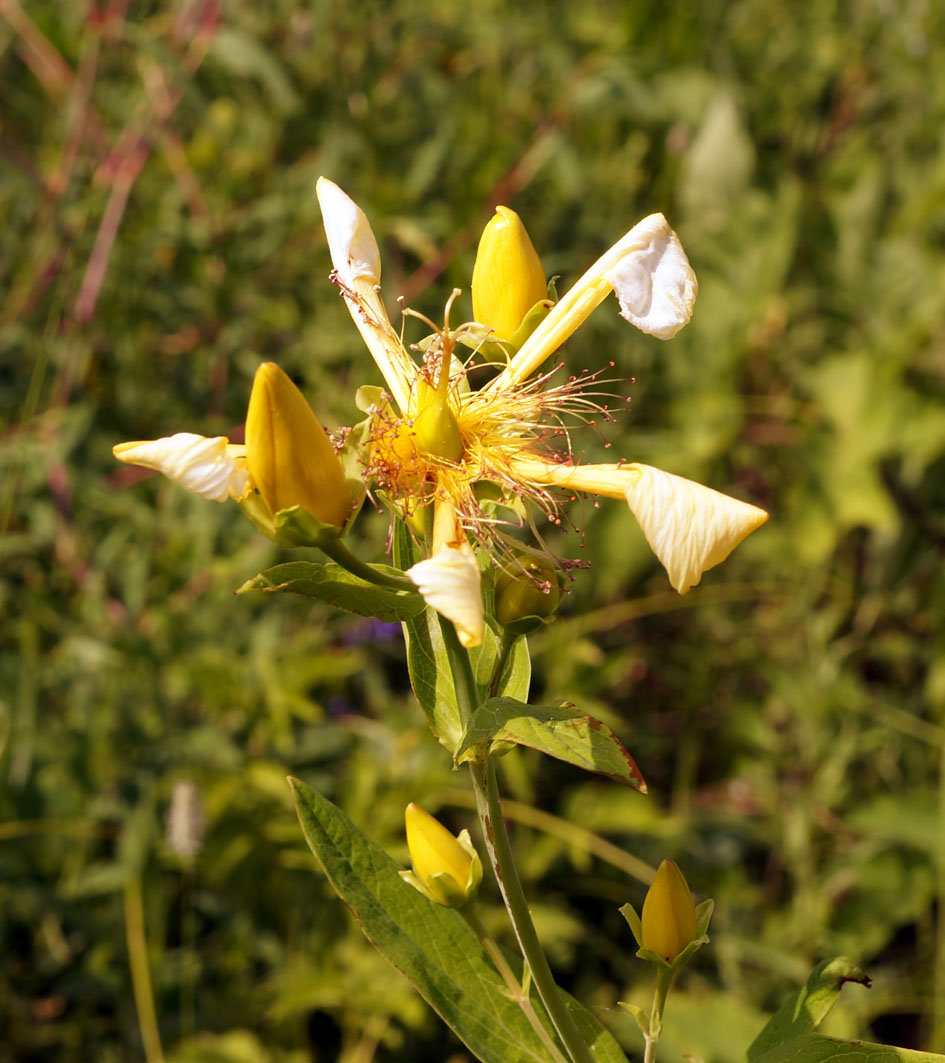 Image of Hypericum ascyron specimen.