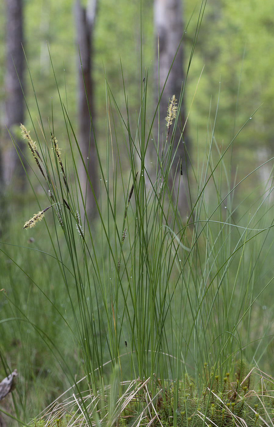 Изображение особи Carex lasiocarpa.