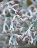 Cladonia rangiferina