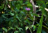 Melastoma malabathricum. Верхушка ветви с цветком. Малайзия, Камеронское нагорье, ≈ 1500 м н.у.м., влажный тропический лес. 03.05.2017.