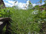 Equisetum arvense