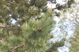 Pinus sylvestris подвид hamata. Ветвь с шишкой. Грузия, Боржоми-Харагаульский национальный парк, маршрут №1; склон горы Ломис-Мта, ≈ 1750 м н.у.м., смешанный лес. 25.05.2018.