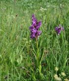 Dactylorhiza euxina. Цветущее растение. Грузия, Казбегский муниципалитет, средняя часть долины Чаухицхали, ≈ 2600 м н.у.м, луг, заболоченный участок. 01.08.2018.