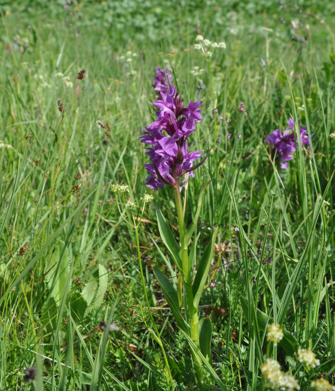 Изображение особи Dactylorhiza euxina.