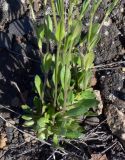 genus Draba