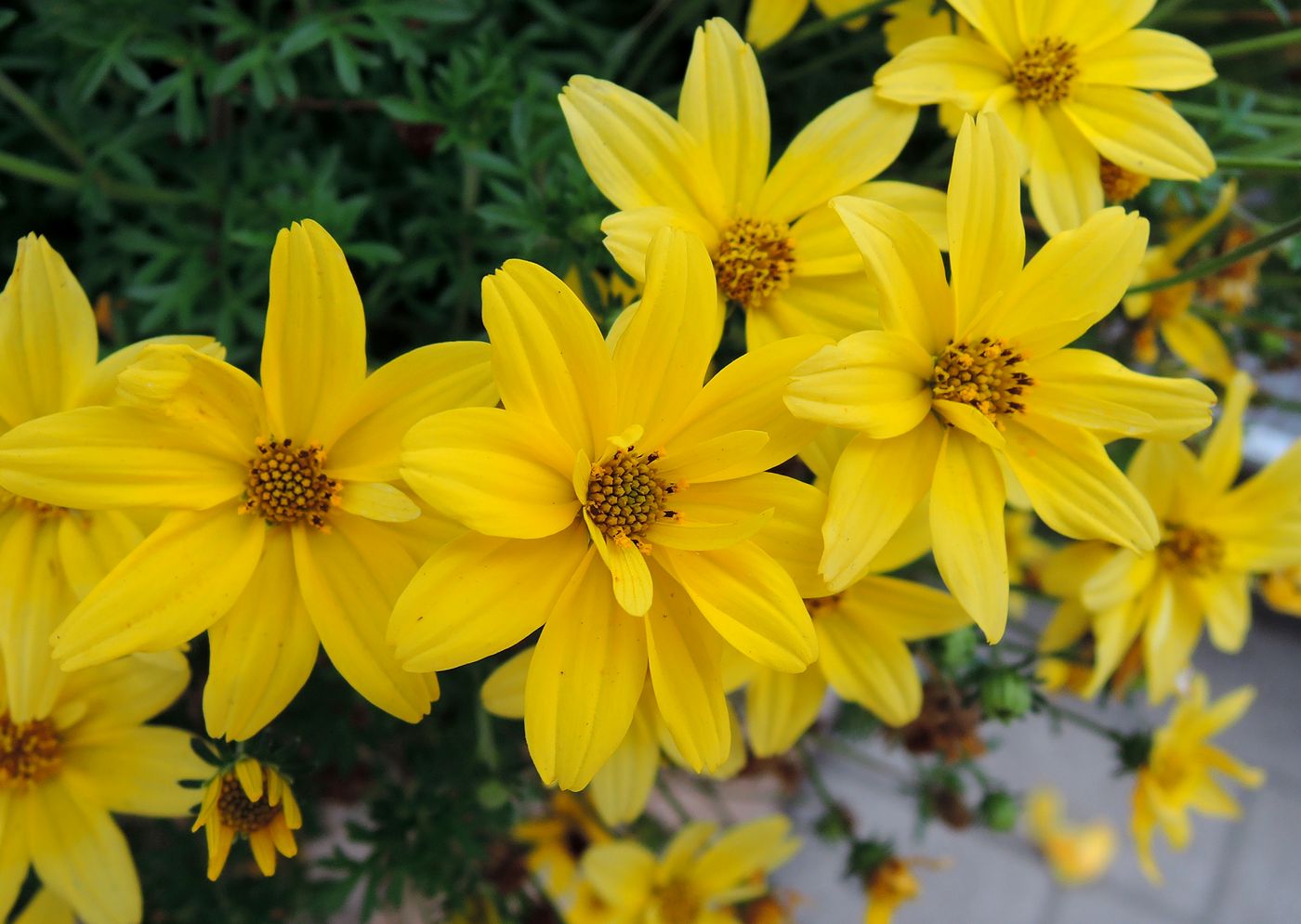 Image of Bidens aurea specimen.