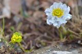 Trollius lilacinus. Цветок (в левом нижнем углу - Chrysosplenium nudicaule). Кыргызстан, Иссык-Кульская обл., Внутренний Тянь-Шань, хр. Терскей-Ала-Тоо, ущ. Джеты-Огуз, долина р. Телеты, начало подъёма на пер. Телеты, 3100 м н.у.м., влажный травянистый склон на месте тающего снежника. 16.05.2018.