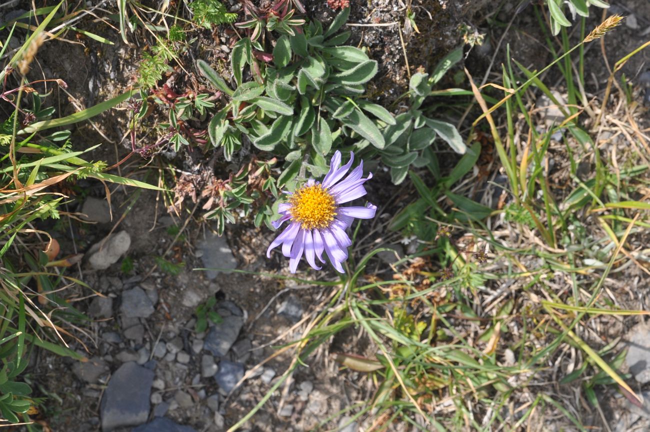 Изображение особи Aster alpinus.